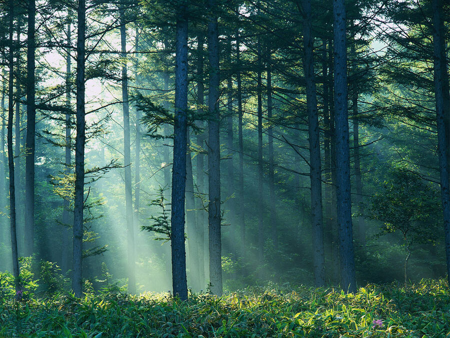 Forest and the Trees